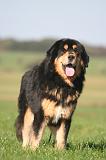 DOGUE DU TIBET 678